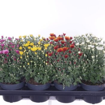 Chrysant Garden Mums gemengd