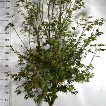 Acer pal. 'Atropurpureum'