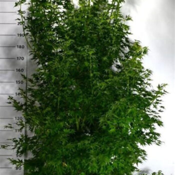 Acer pal. 'Orange Dream'