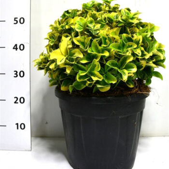 Euonymus jap. 'Aureus'