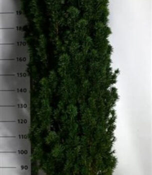 Taxus b. 'Fastigiata Robusta'
