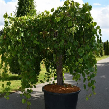 Vitis vinifera
