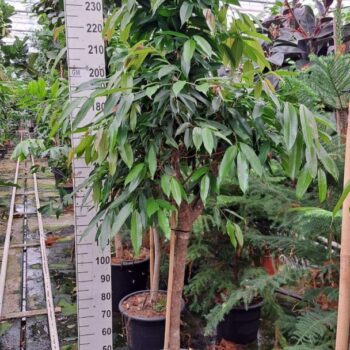Ficus Amstel King stam 260