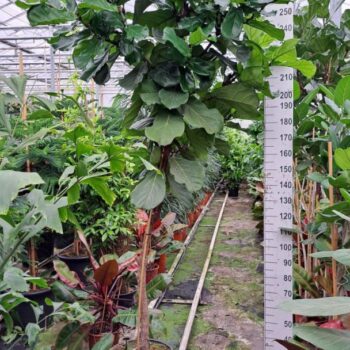 Ficus Lyrata dikke stam 300