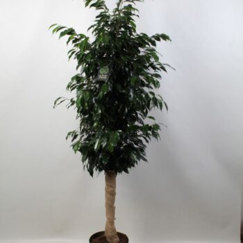 FICUS benjamina Danielle jute op stam
