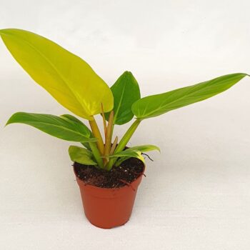 Philodendron 'Melinonii'gold