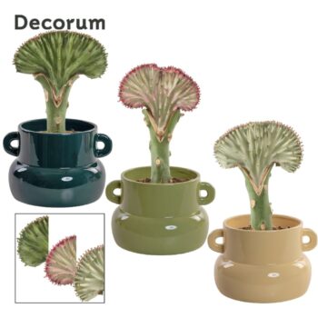Euphorbia Lactea 9 cm in Lucy (Top blend-collection)