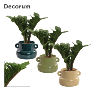 Zamioculcas Zenzi V-leaf 9 cm, 2 veren in Lucy (Top blend-collec