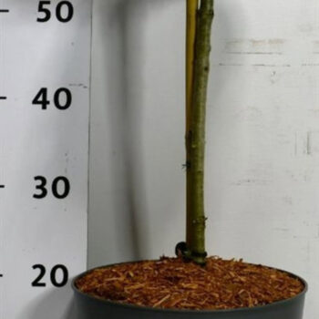 Abies k. 'Kristallkugel'