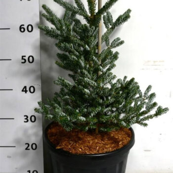 Abies koreana "Silberlocke"
