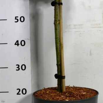 Abies koreana "Silberlocke"