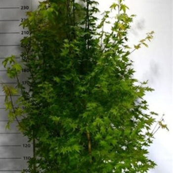 Acer pal. 'Summer Gold'