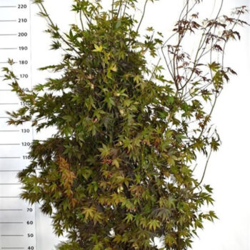 Acer pal. 'Bloodgood'