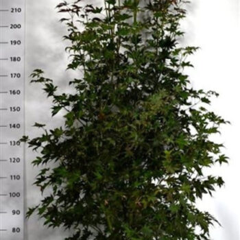 Acer pal. 'Bloodgood'