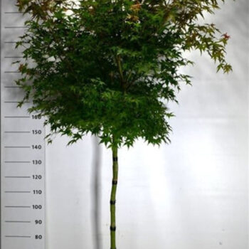 Acer pal. 'Beni-maiko'