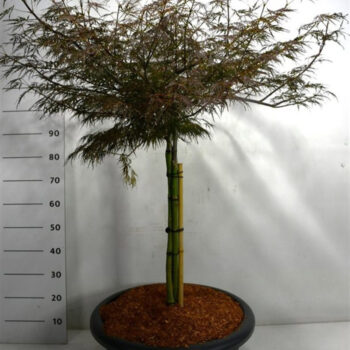 Acer pal. 'Firecracker'