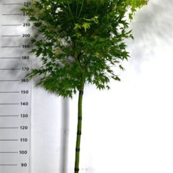 Acer pal. 'Orange Dream'