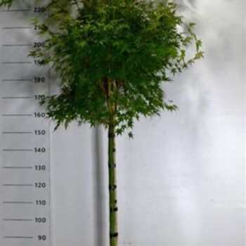 Acer pal. 'Sangokaku'