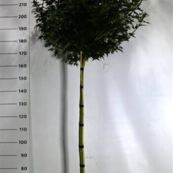 Acer pal. 'Skeeter's Broom'