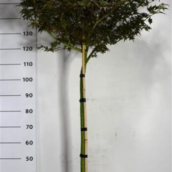 Acer pal. 'Skeeter's Broom'