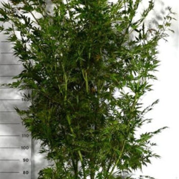 Acer pal. 'Sumi-nagashi'