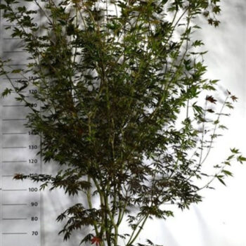 Acer pal. 'Trompenburg'