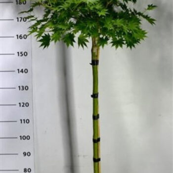 Acer shirasawanum 'Jordan'