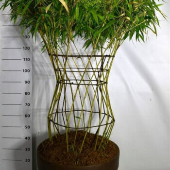 Bambusa metake