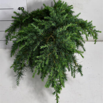 Cedrus deod. 'Feelin' Blue'