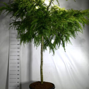 Cedrus deod. 'Golden Horizon'