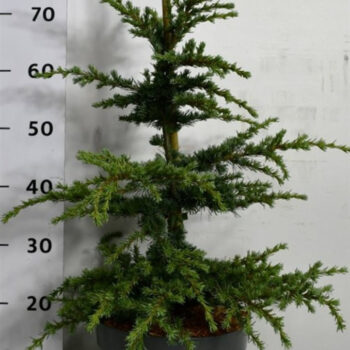 Cedrus libani 'Saphire Nymph