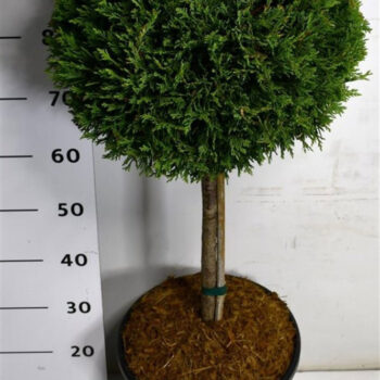 Cupressocyparis l. 'Castlewellan Gold'