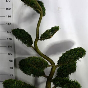 Cupressocyparis l. 'Castlewellan Gold'