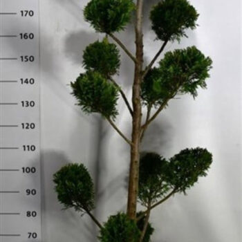 Cupressocyparis l. 'Castlewellan Gold'