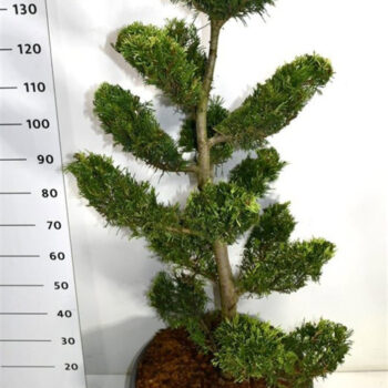 Cupressocyparis l. 'Gold Rider'