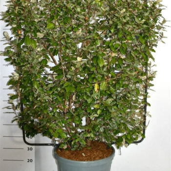 Elaeagnus ebbingei