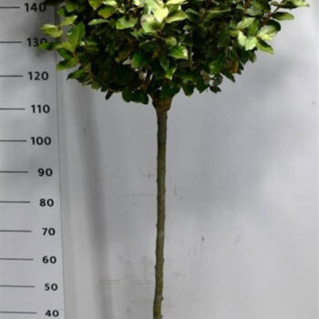 Elaeagnus ebb. 'Compacta'