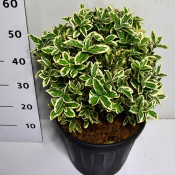 Euonymus jap. 'Bravo'