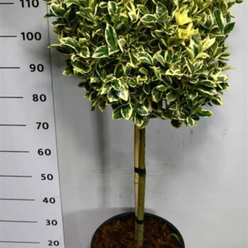 Euonymus jap. 'Bravo'