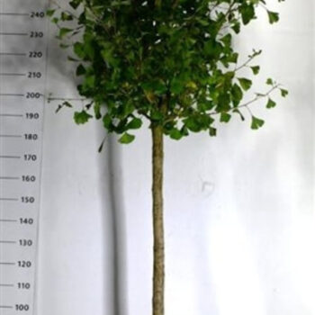 Ginkgo bil. 'Autumn Gold'