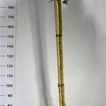 Ginkgo bil. 'Mariken'