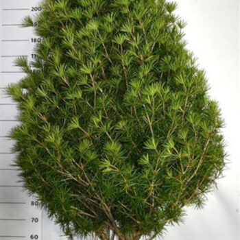 Sciadopitys vert. 'Beauty Green'