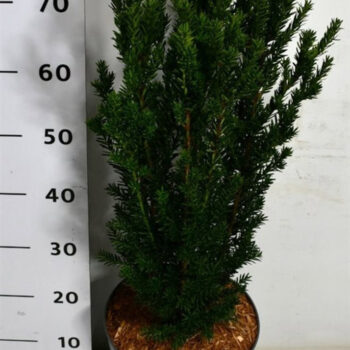 Taxus media 'Hillii'