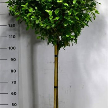 Viburnum tin. 'Eve Price'