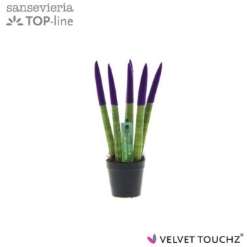 Sansevieria VELVET TOUCHZ® Paars