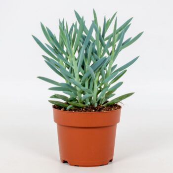 Senecio Curio Mount Everest 12cm