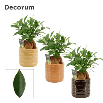 Ficus Ginseng 12 cm Retusa in Lois (Deco-collection)