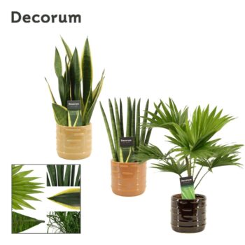 Groenmix 12 cm in Lois (Deco-collection)