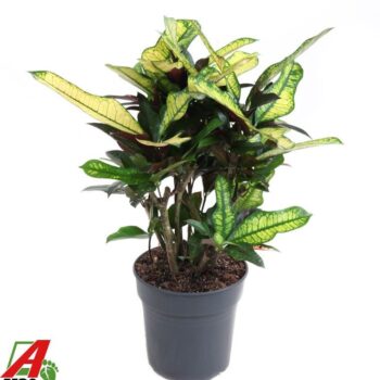 Codiaeum Wilma vertakt P21