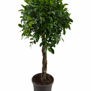 Ficus Nitida gevlochten stam p31
